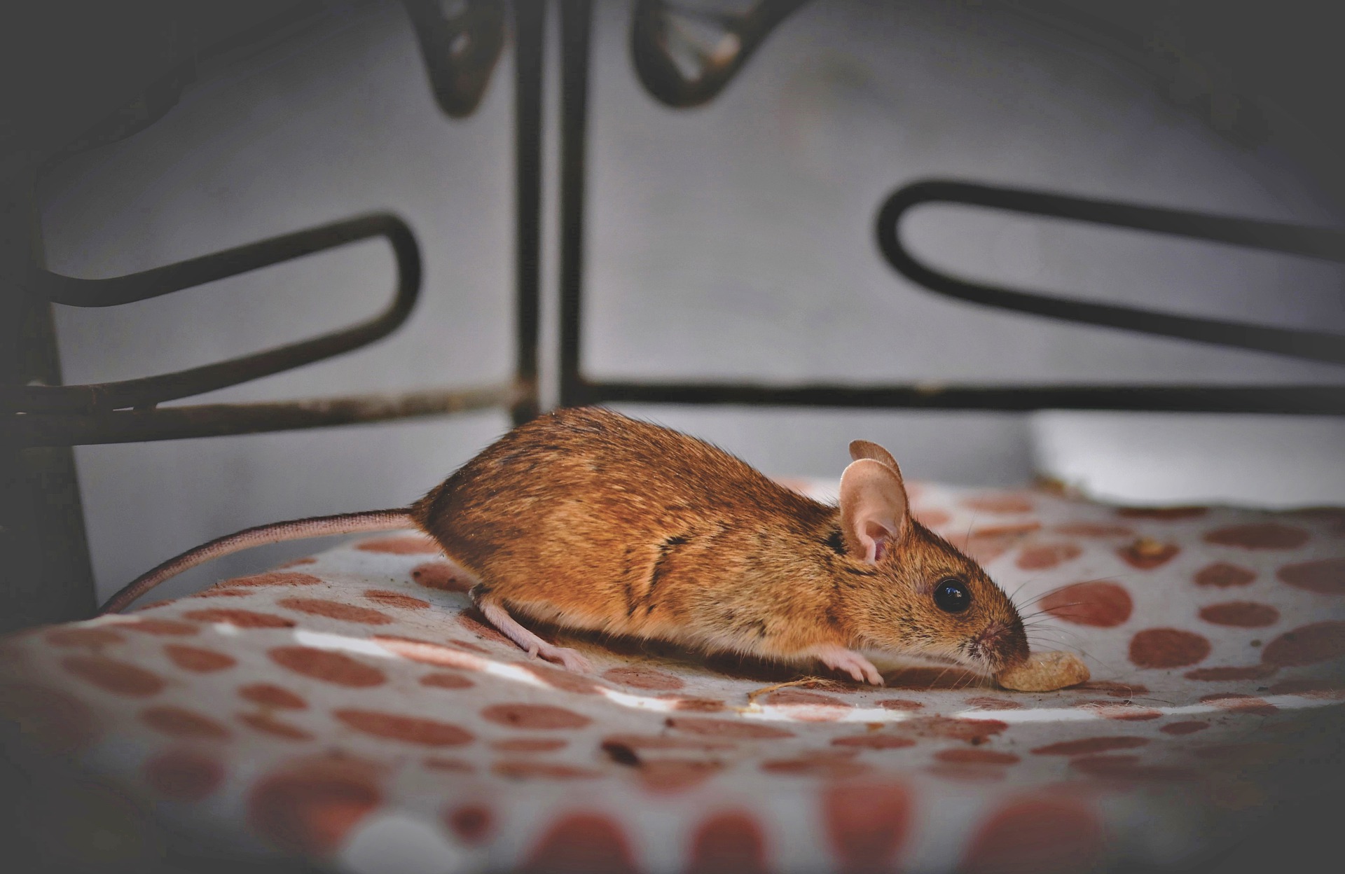 Mimo że mysz jest wszystkożerna, najbezpieczniej karmić ją pełnoporcjową karmą najlepiej dostosowaną do jej potrzeb.